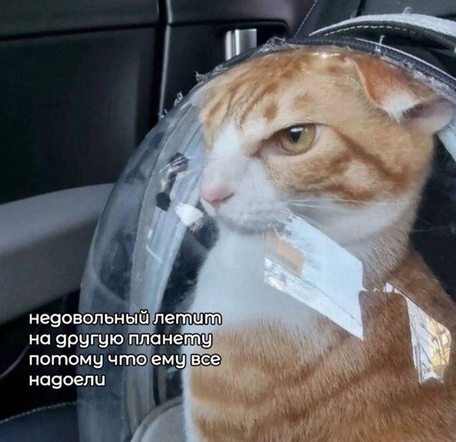 Немного забавных картинок от 11.09.2024