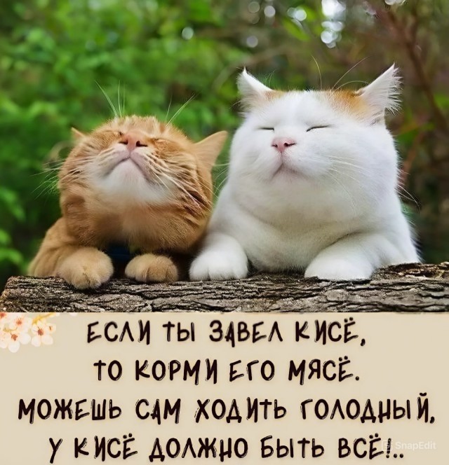 Извините, но мне привезли кисо!
