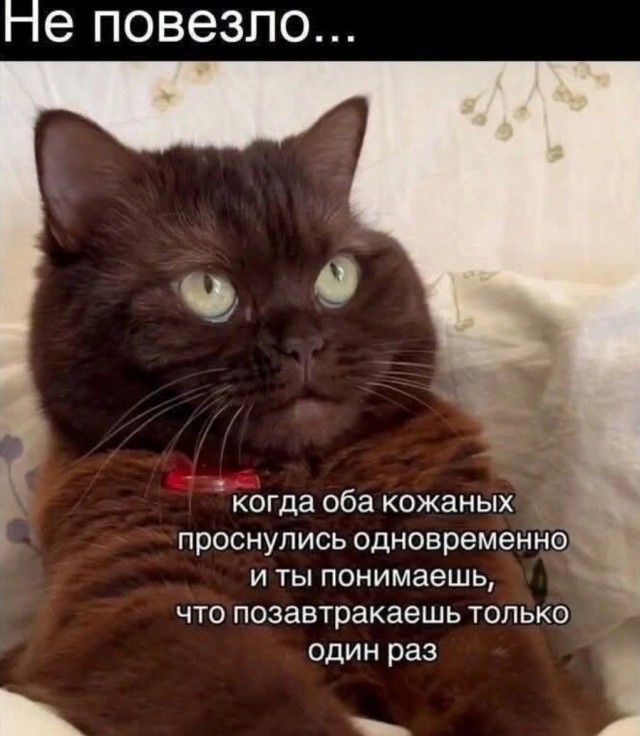 К котовторнику: подборка картинок-баянов с котиками и про котиков. Выпуск 27.