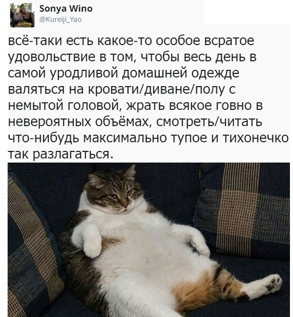 Подборка картинок-баянов с котиками и про котиков. Выпуск 29.