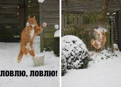 К котовторнику: подборка картинок-баянов с котиками и про котиков. Выпуск 40.