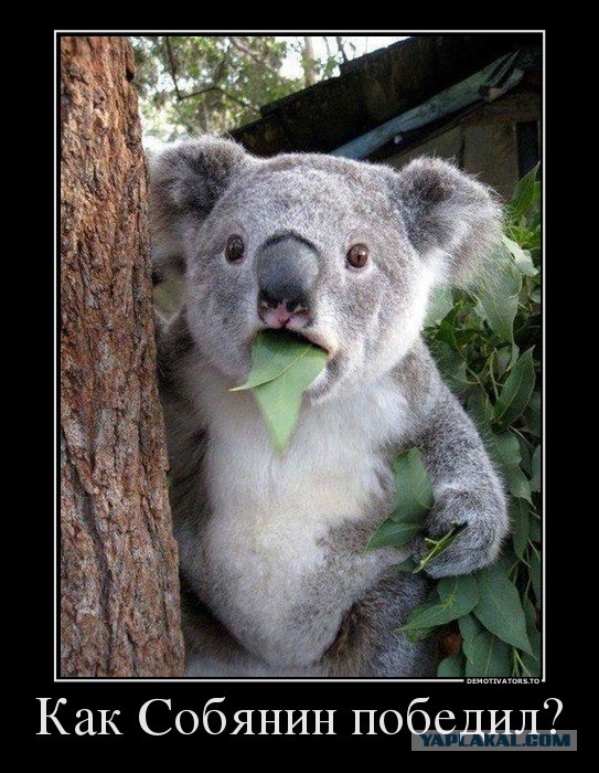 Все, выборы закончились!