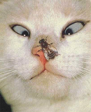 Глуповатый и одновременно смешной котенька)))