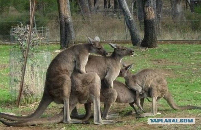 VICE NEWS: Захват и вывод войск из Феодосии