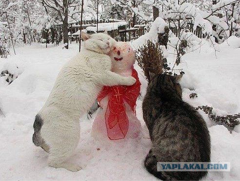Котовторник 10.06.2014
