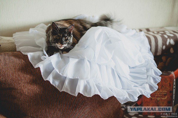 Котовторник 12.08.2014