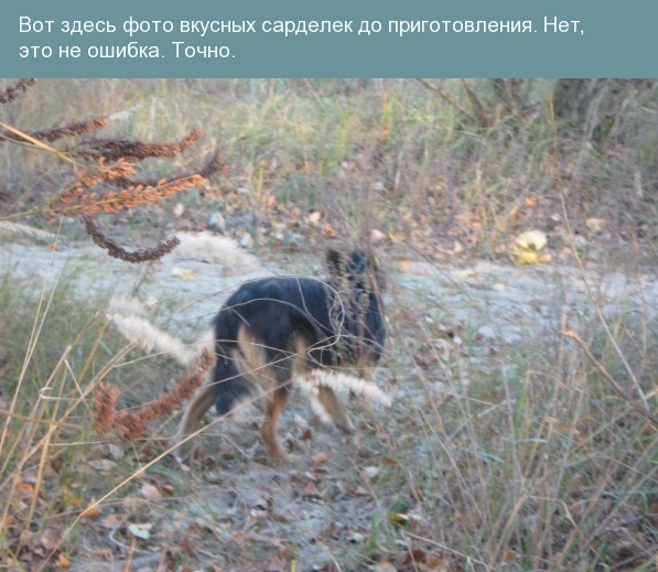 "Настолько ли дикие дикие коты?"