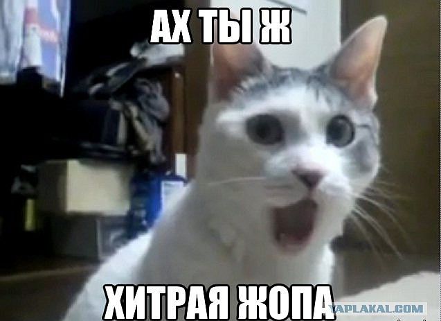 Как юный изобретатель котэ обманул