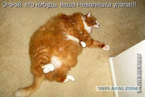 Забавные картинки с котами из сети