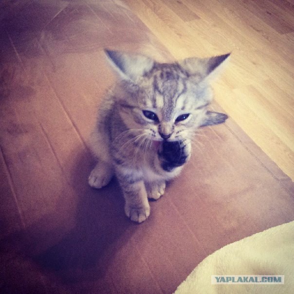 Котовторник 06.01.2015