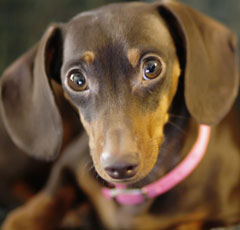 7 самых популярных пород собак в СССР