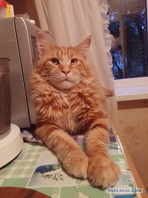 Котовторник