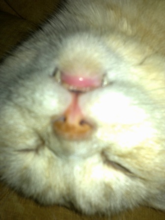 Котовторник 30,06, 2015