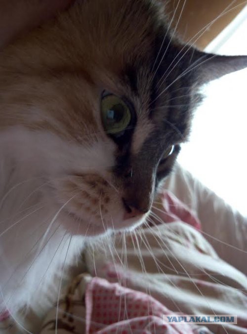Котовторник