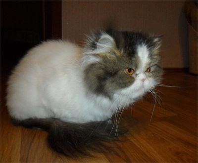 Понедельник день тяжёлый