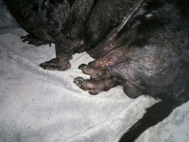 Ещё одна история из жизни собак...