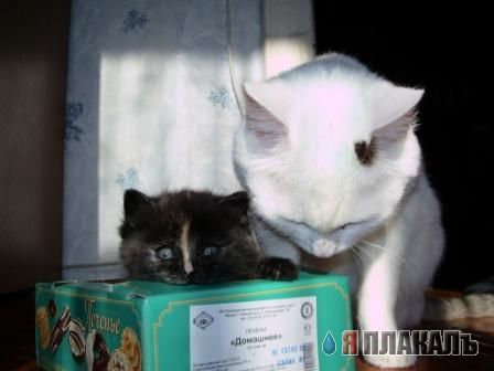 Коты, кошки, котята