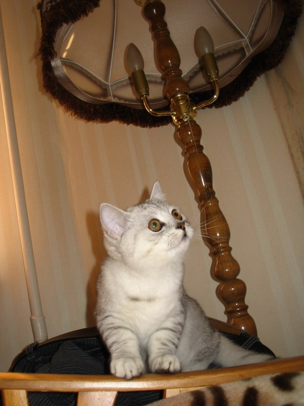 Коты, кошки, котята