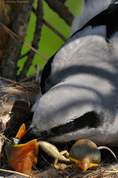 Скоро во всех гнёздах страны!... и не только