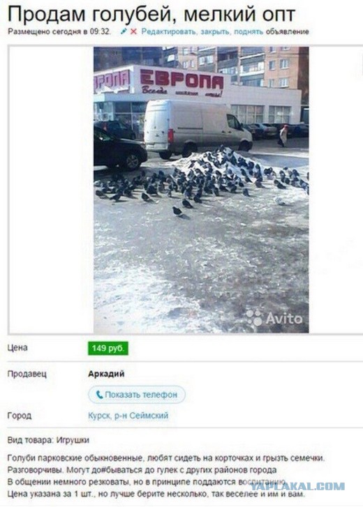 Купить На Авито Объявления В Новосибирске