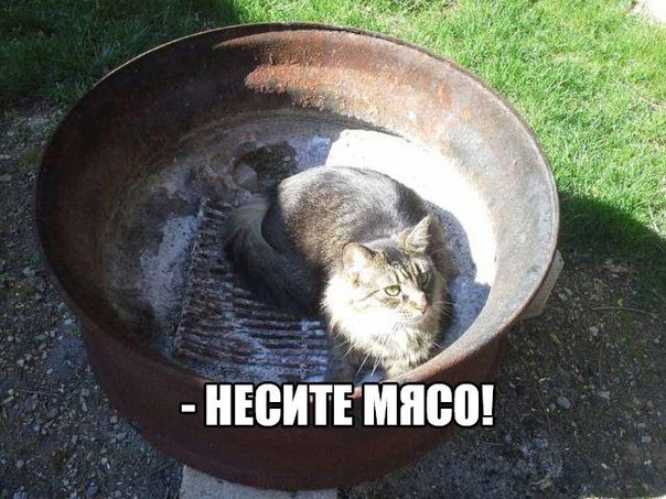 Мохнатые беспредельщики