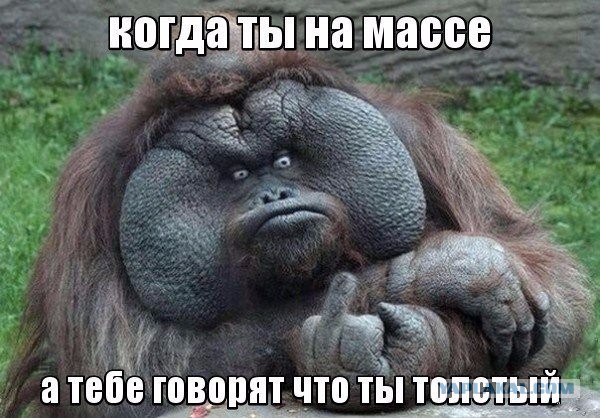 Фото из конкурса на самую смешную фотографию дикой природы