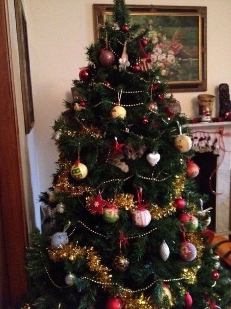 Коты из сети