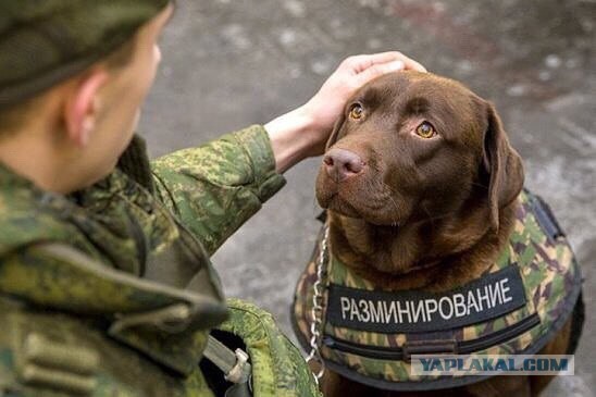 Два слова о сапёрах