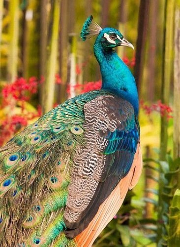 Самые смешные животные