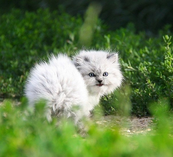 Коты из сети
