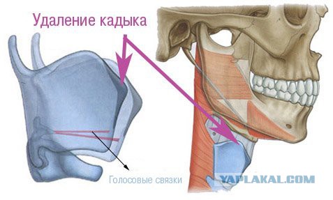 Для чего на самом деле мужчине нужен кадык?