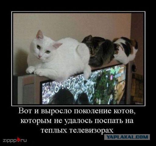 20 мест, в которых не должно было быть кота, но вот он