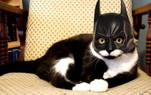 Коты из сети