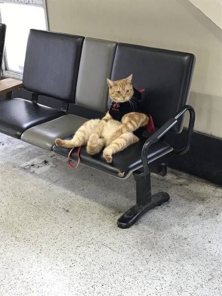 Коты и Кошки