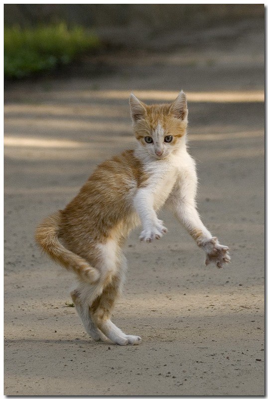 Коты и Кошки