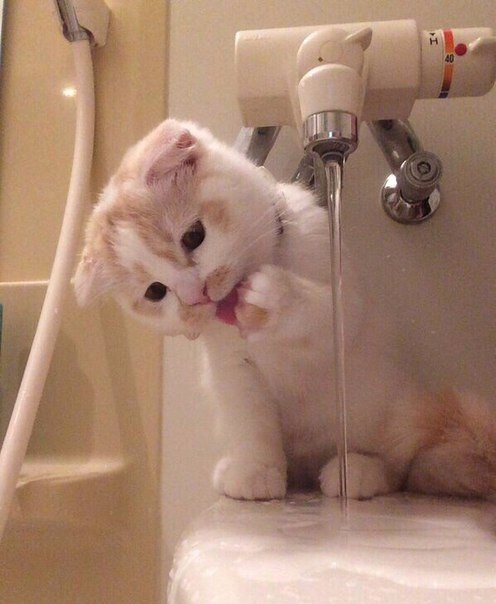 Коты и Кошки