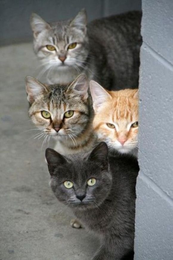 Коты и Кошки