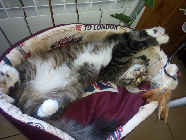 Котовторник ждали? А вот и он!