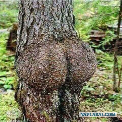 Фотовитамины