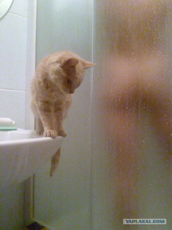 Ура, котовторник! (01.07.2008)