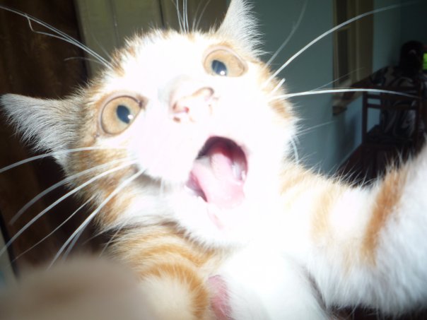Внимание! На ЯПе КОТОВТОРНИК. 23.09.08.