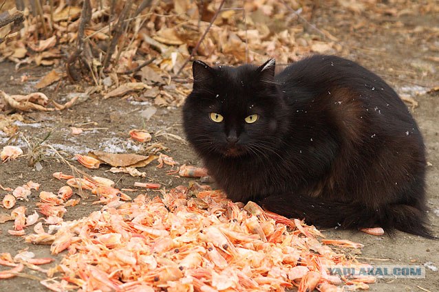 Котовторник (13.01)
