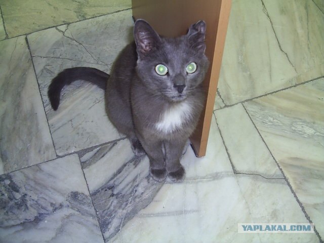 Эпический Котовторник!