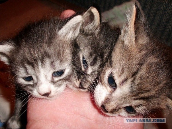 Котяка играка