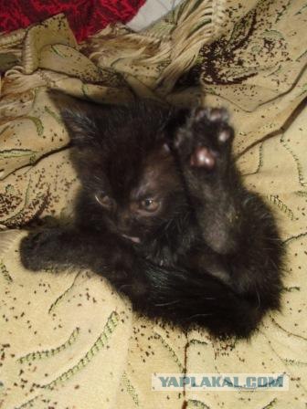 Сонный Котовторник
