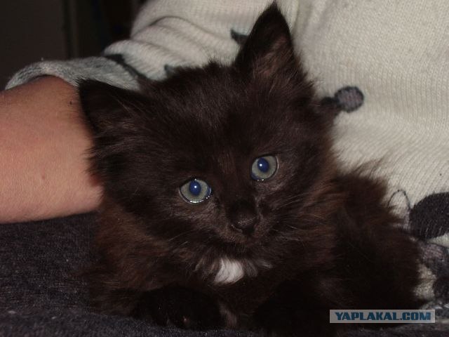 Котовторник 22.11.11