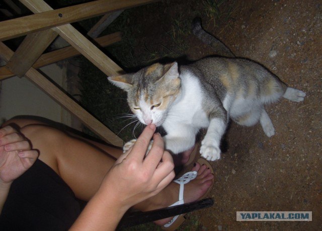 Котовторник 27.12.11