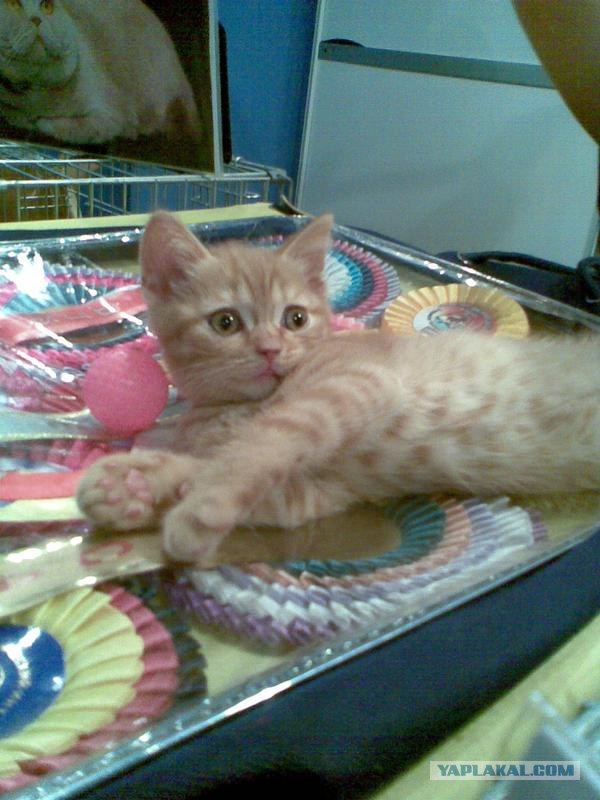 Котовторник (14.02.2012)