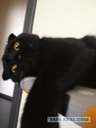 Котовторник 22.05.2012