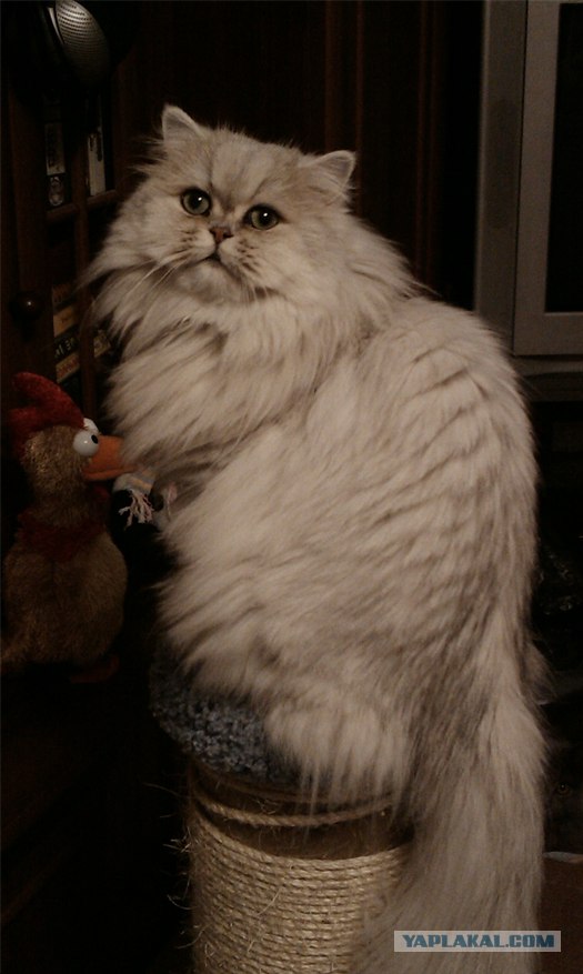 Котовторник на 26.06.12